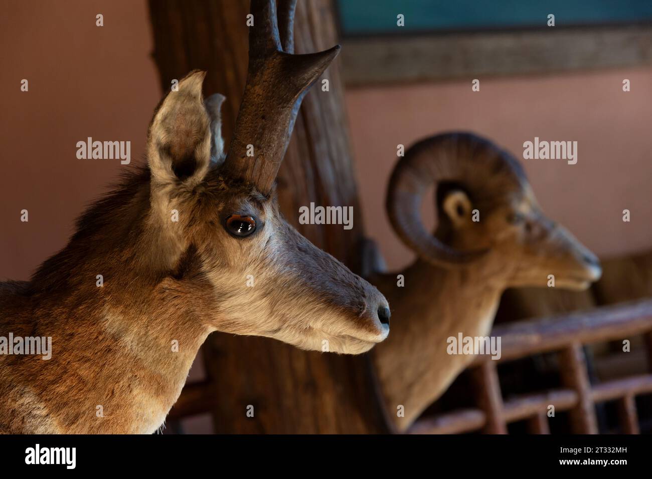 Detail of shoulder mounts including a pronghorn and a bighorn sheep on display at historic Lake McDonald Lodge in Glacier National Park, Montana. Stock Photo