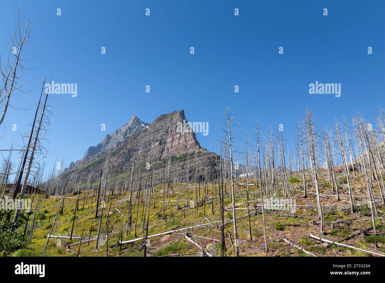 A stand of snags from a wildfire along the Going-to-the-Sun Road near Saint Mary Falls in Glacier National Park, Montana. Stock Photo