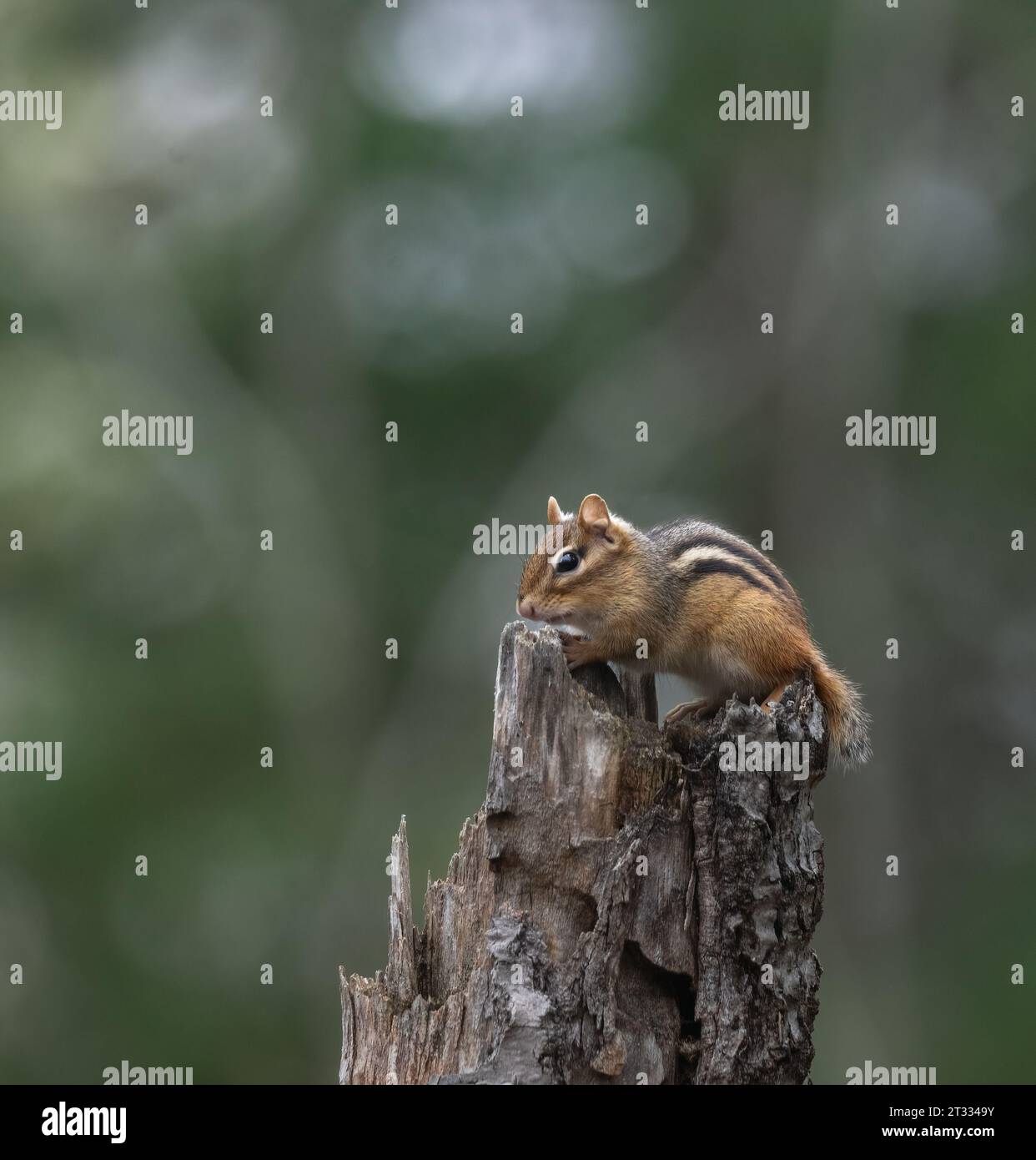 A little Eastern Chipmunk on a stump in a green forest Stock Photo