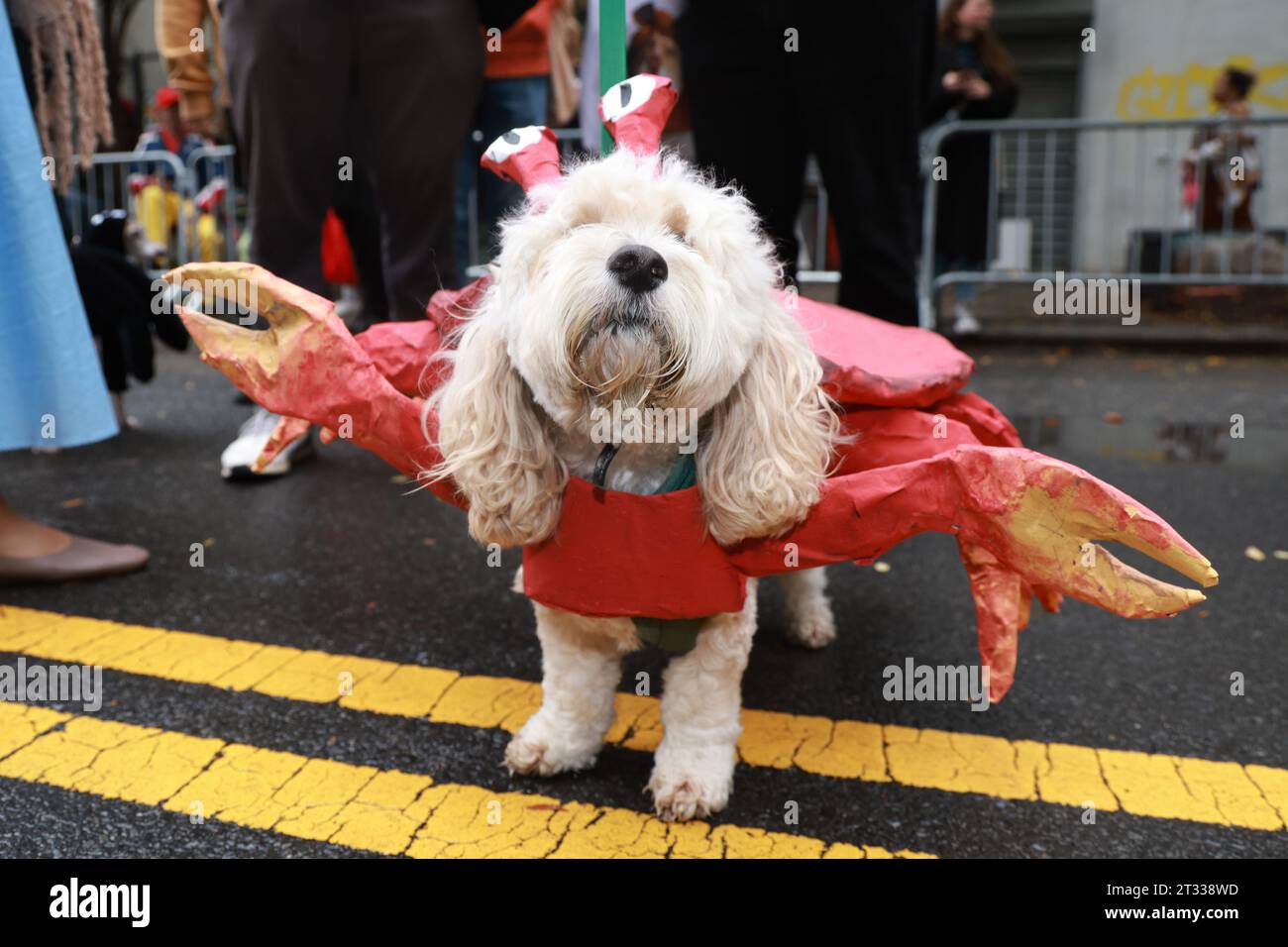 Theo id dressed as Sebastian from The Little Mermaid for the 33rd