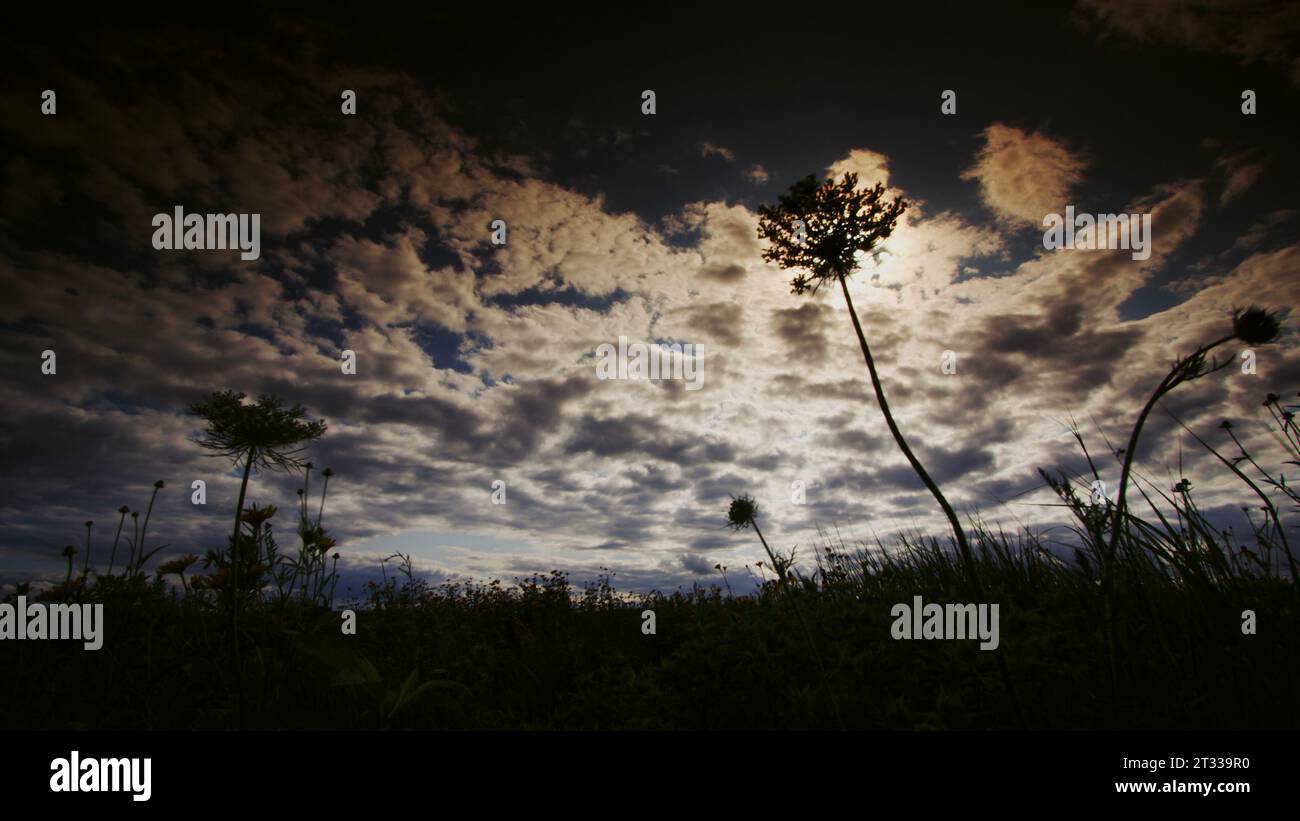 Queen Anne’s Lace with prairie coneflower and other flora variety in a tall grass prairie under a dramatic, sun-kissed sky. Stock Photo