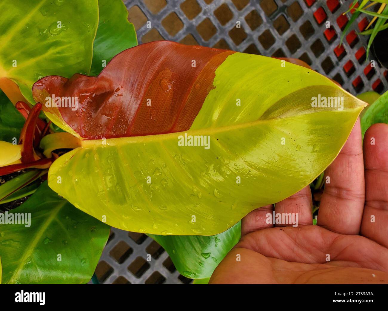 Beautiful yellow and red variegated leaves of Philodendron Red Moon, an  expensive collector's plant Stock Photo - Alamy