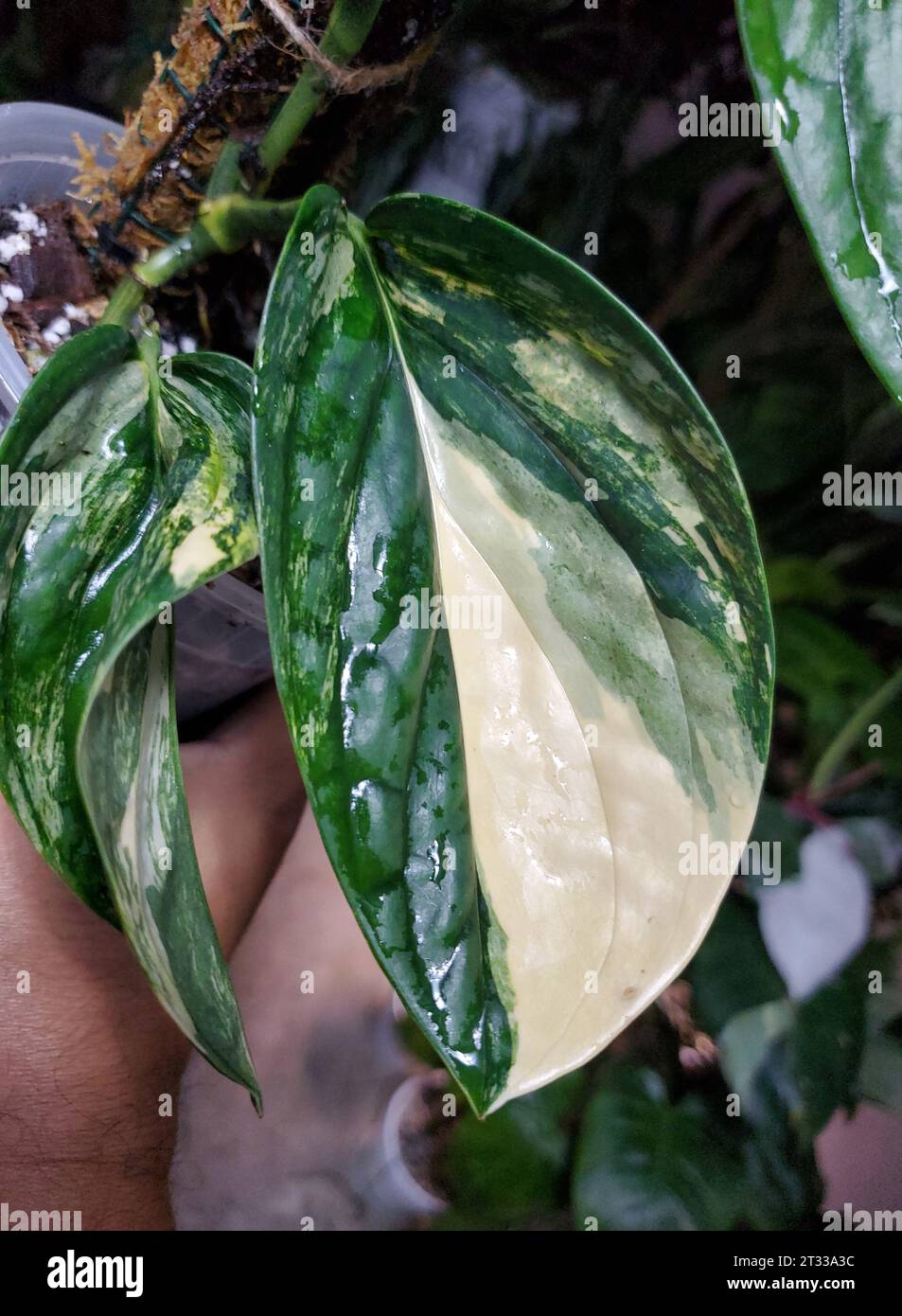 Beautiful green and white leaf of a variegated Monstera Peru Karstenianum Stock Photo