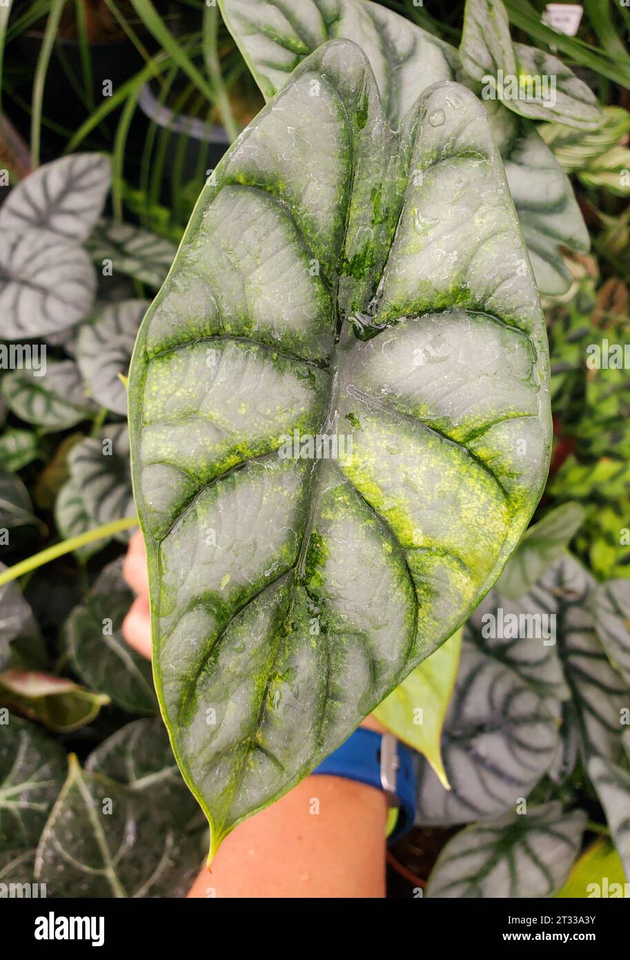 Beautiful leaf of Alocasia Silver Dragon with sport variegated, a rare tropical houseplant Stock Photo