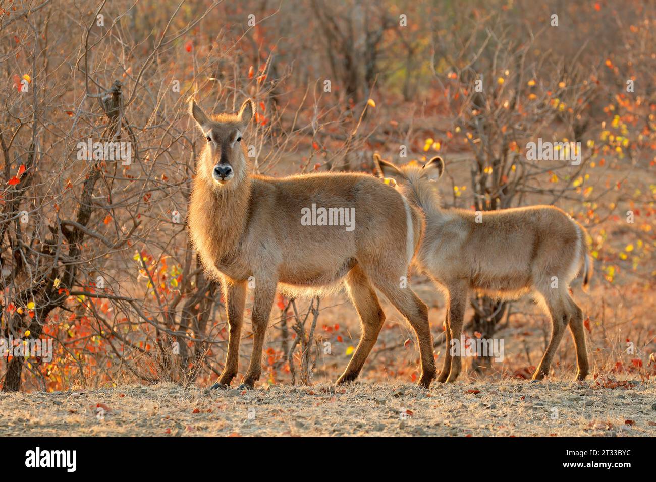 Backlit waterbuck antelopes (Kobus ellipsiprymnus), Kruger National Park, South Africa Stock Photo