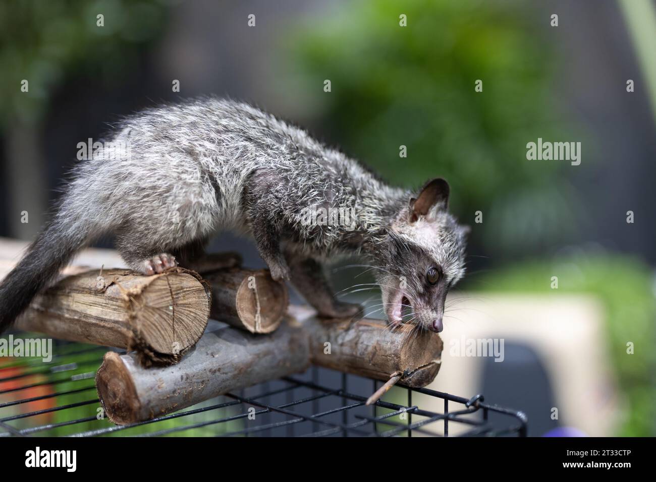 Close-up of an Asian palm civet on a log. Asian palm civet also called ...