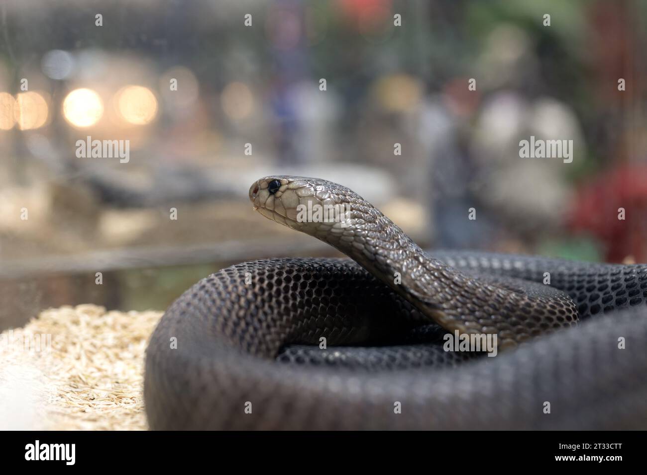 Close-up of a cobra coiled on the ground. The cobra is a venomous snake. Stock Photo