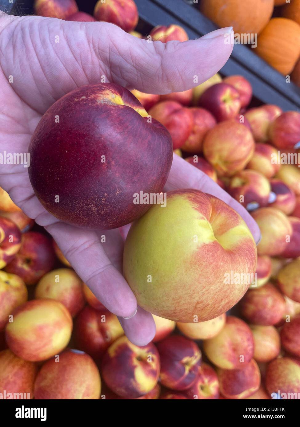 Hand holding Georgia Peaches on display in a grocery store Stock Photo