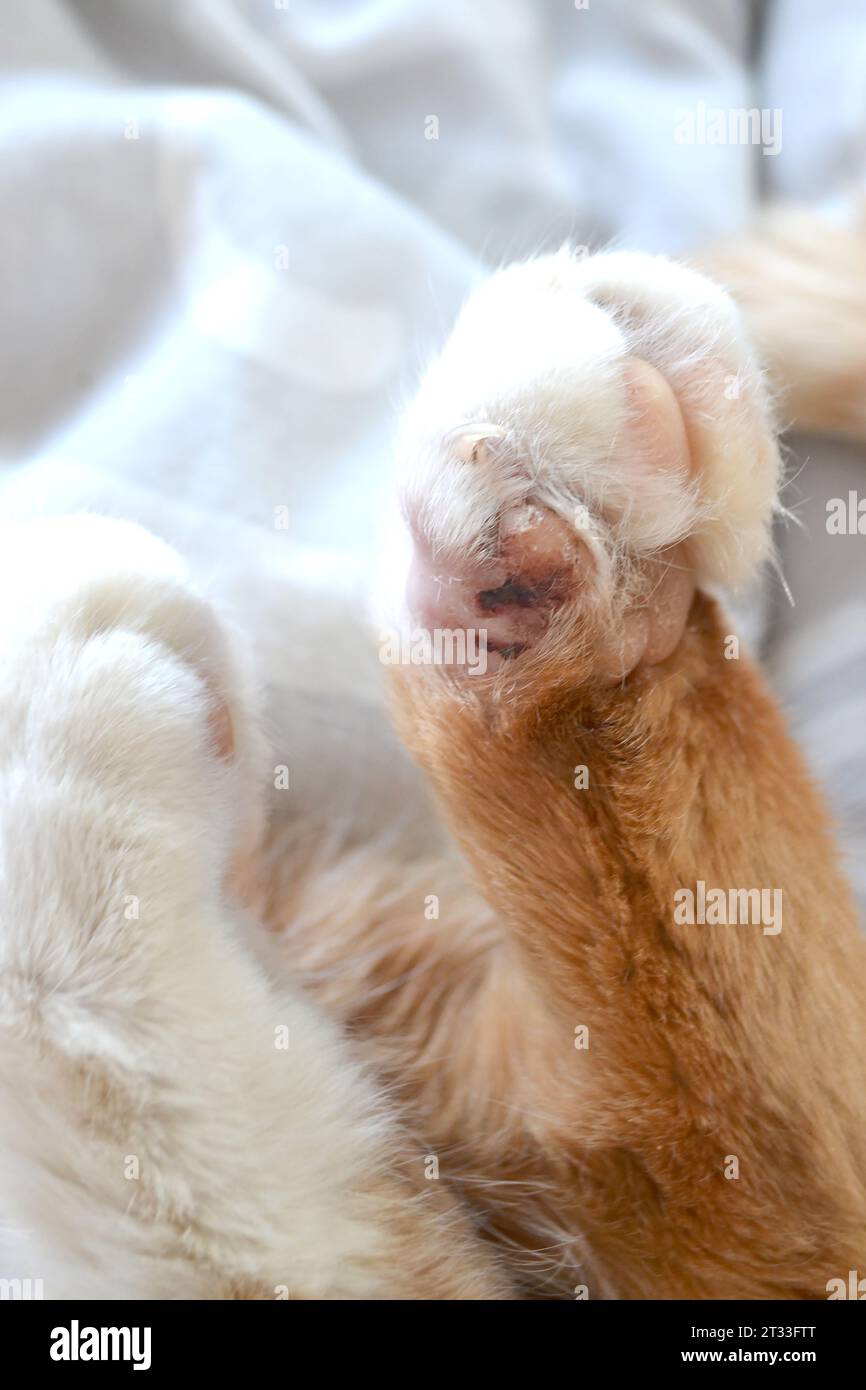 cat with his broken finger. Paw of a sick bright orange cat. Cat's feet