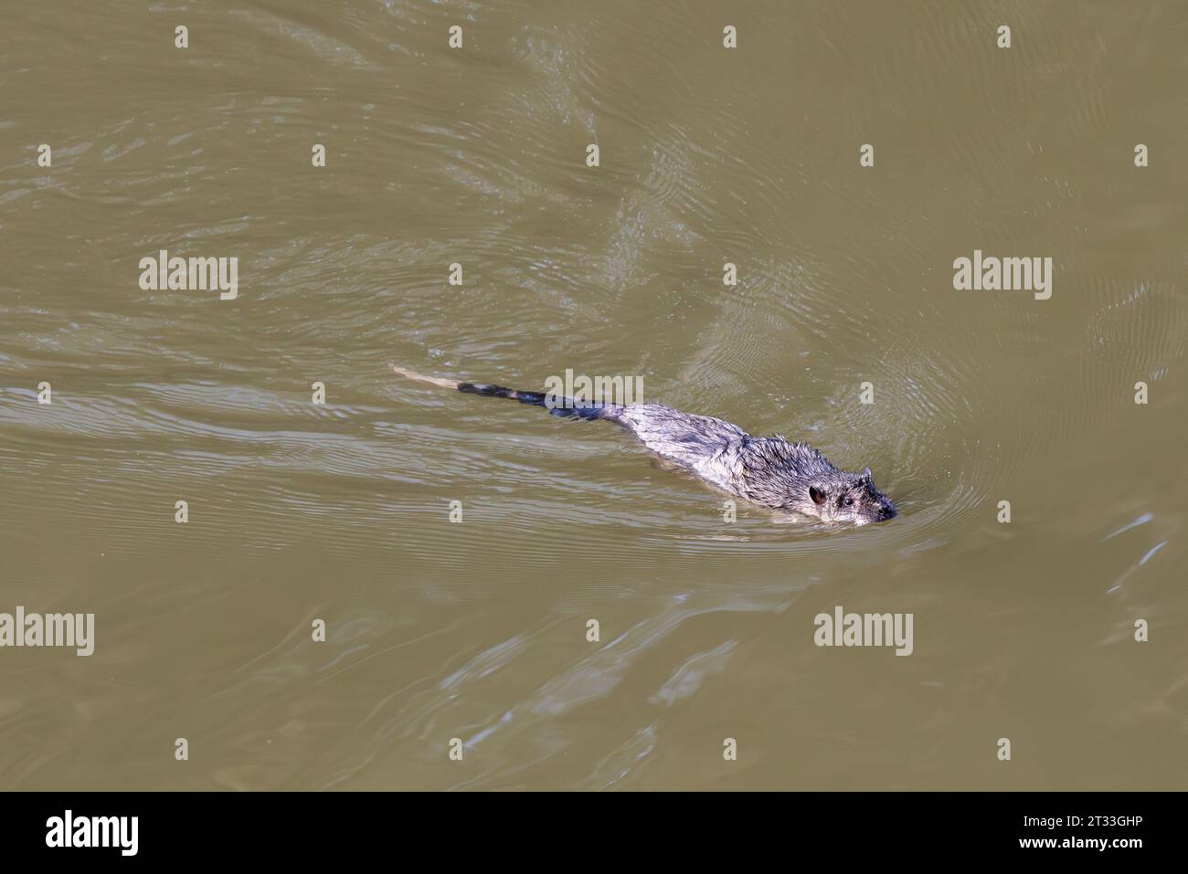 Australian Water Rat swimming across river Stock Photo - Alamy