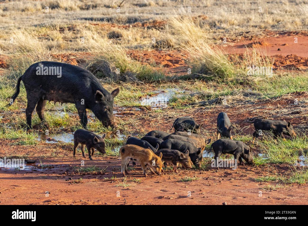 Feral pigs feeding in Australian outback Stock Photo Alamy