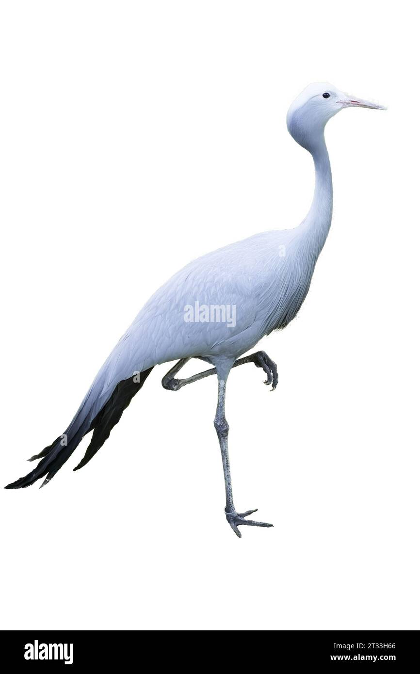 a grus paradisea with a transparent background Stock Photo