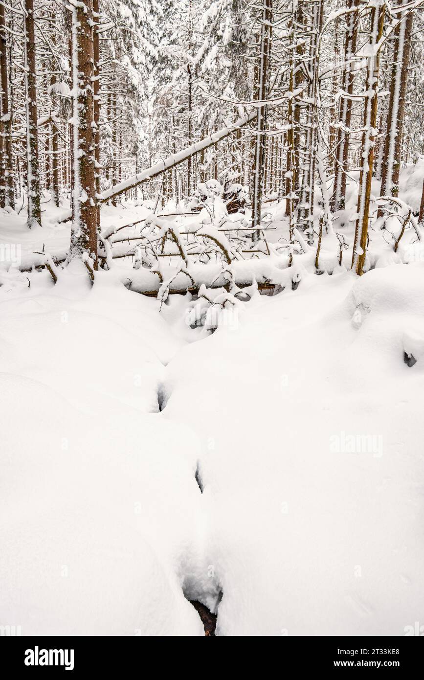 Spruce forest with deep snow in winter Stock Photo - Alamy
