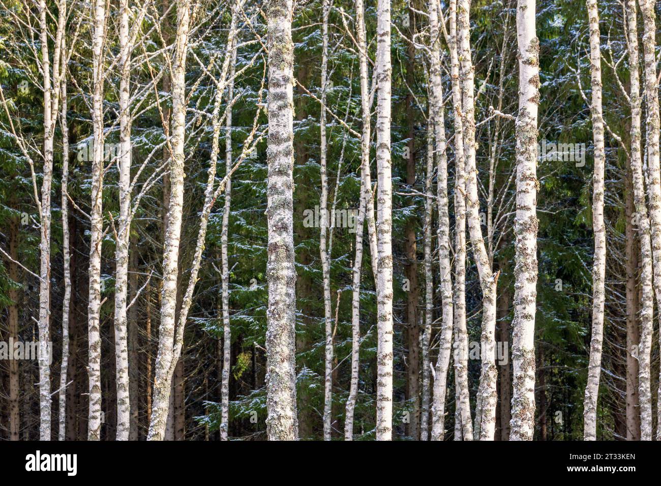 Birch trunks in the forest Stock Photo
