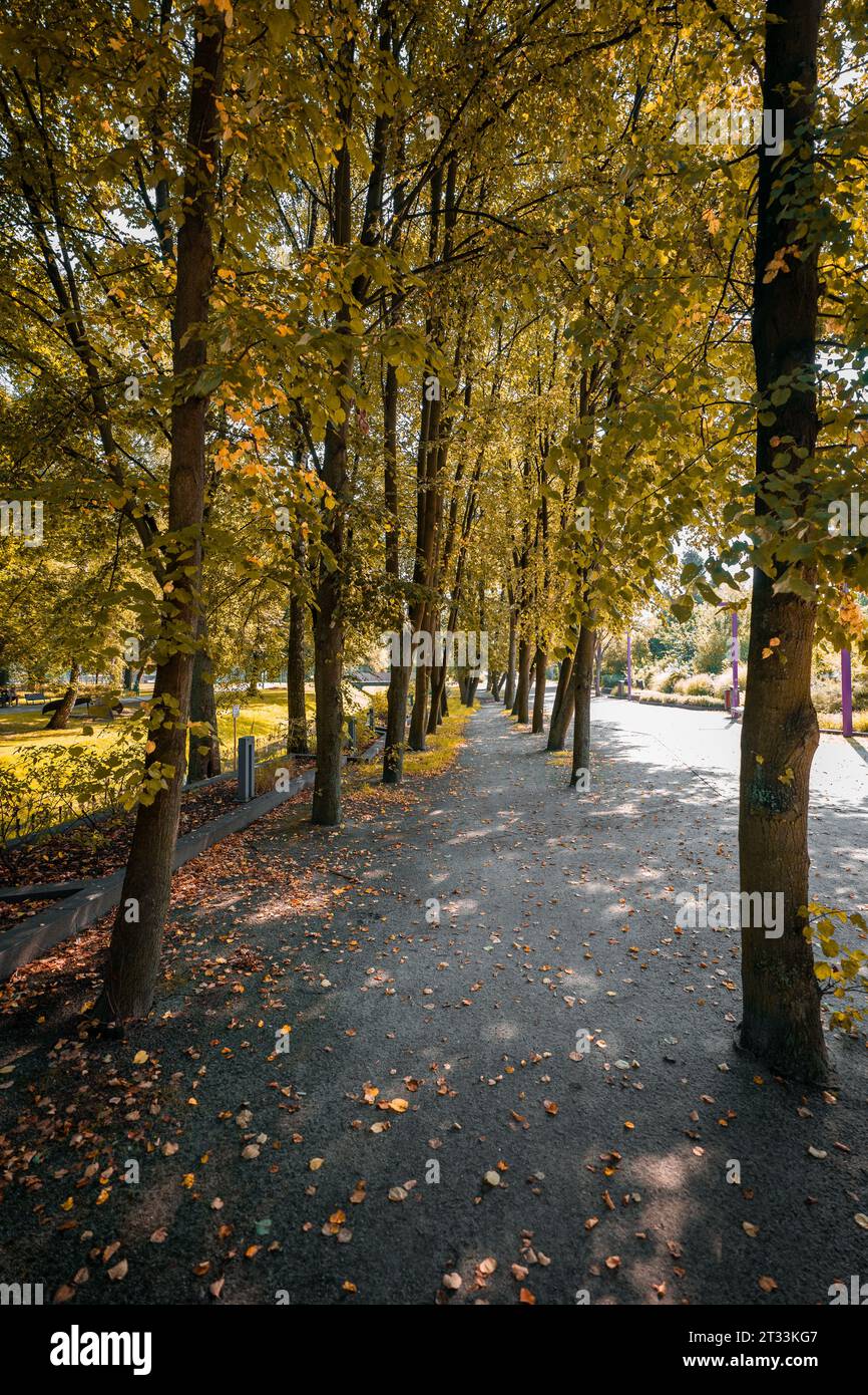 Park alley surrounded by autumn trees. Yellow leaves lying on the ...