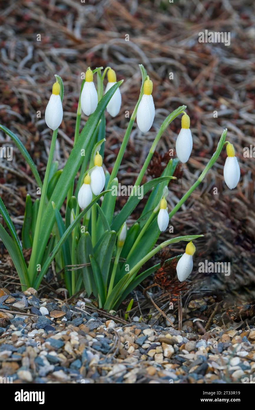 Galanthus Primrose Warburg, snowdrop cultivar, with grey-green, leaves, slightly rolled outward, flowers have a yellow ovary Stock Photo