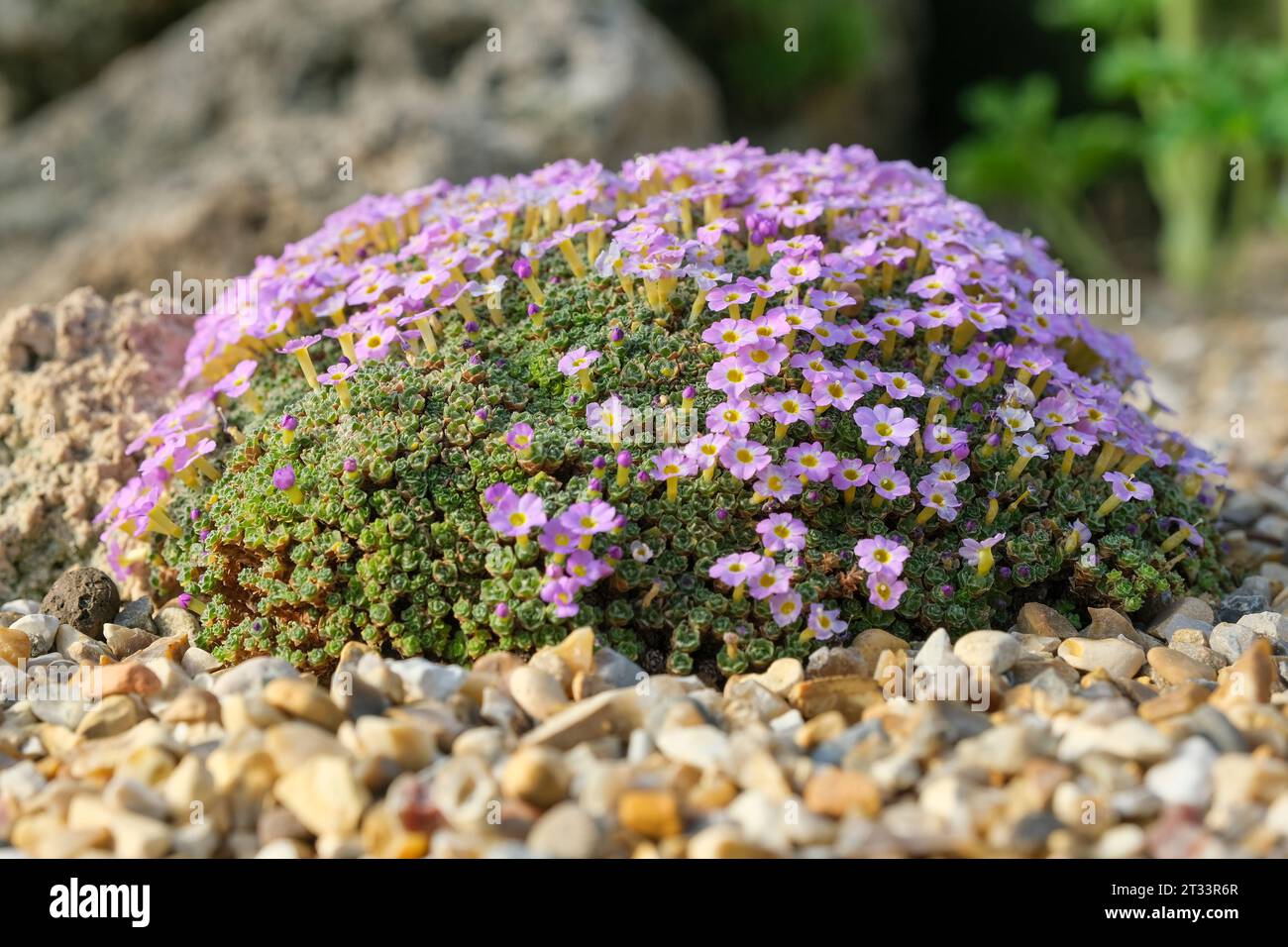 Dionysia curviflora, grey-green cushion plant with solitary flowers - corolla pink to lilac with a white eye, Stock Photo