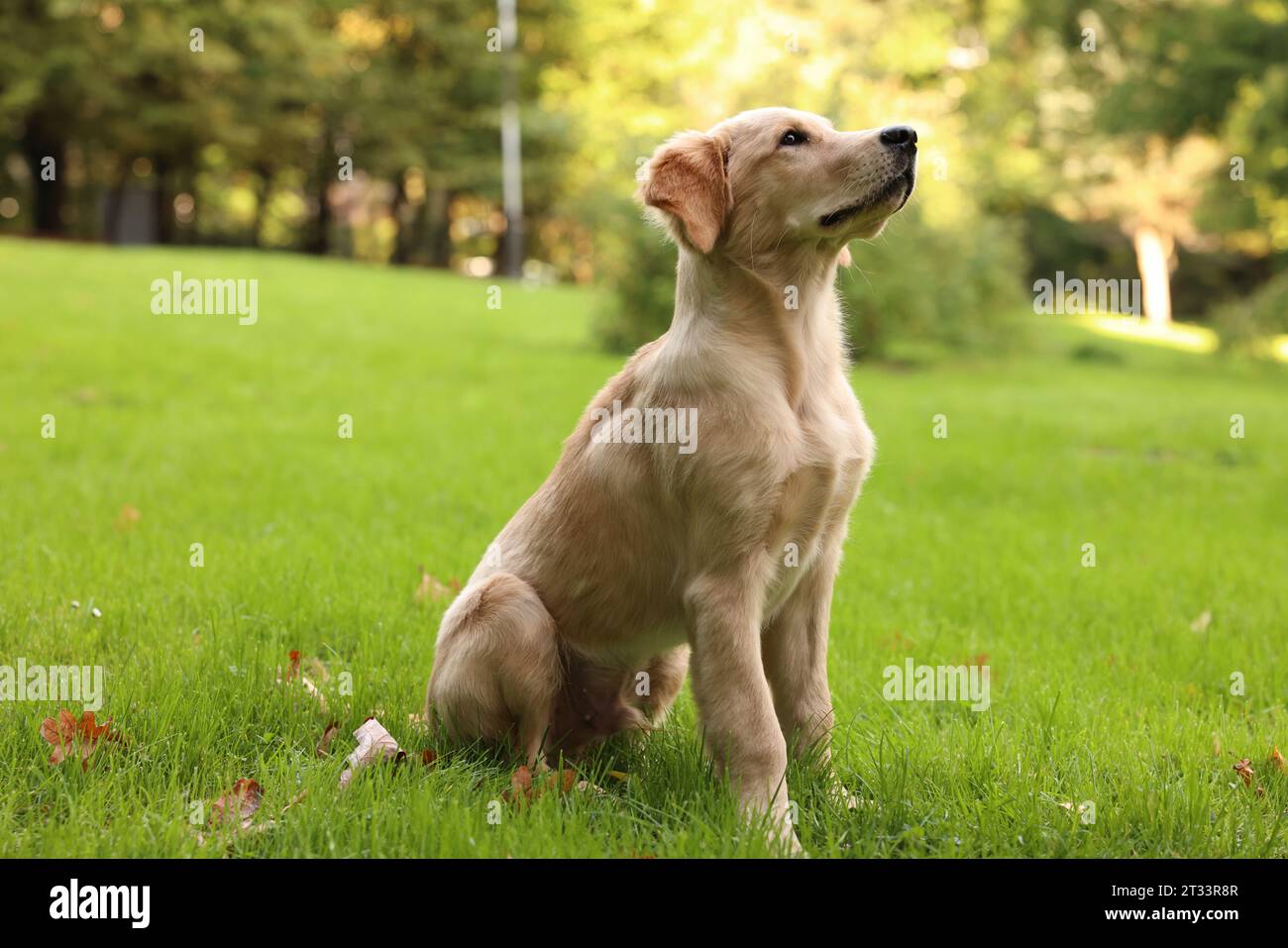 Cute Labrador Retriever puppy sitting on green grass in park Stock ...