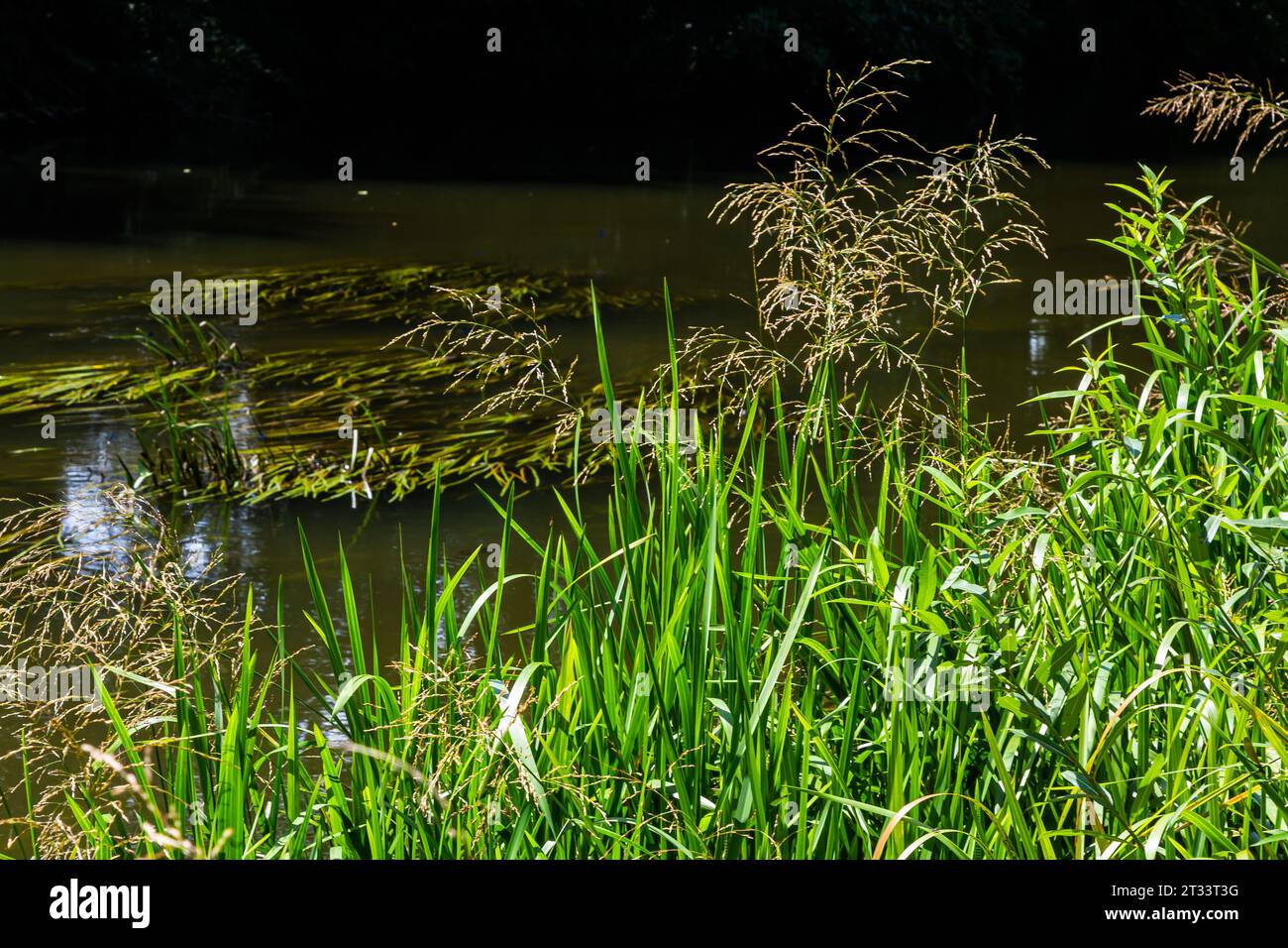 Glyceria maxima, commonly known as great manna grass, reed mannagrass