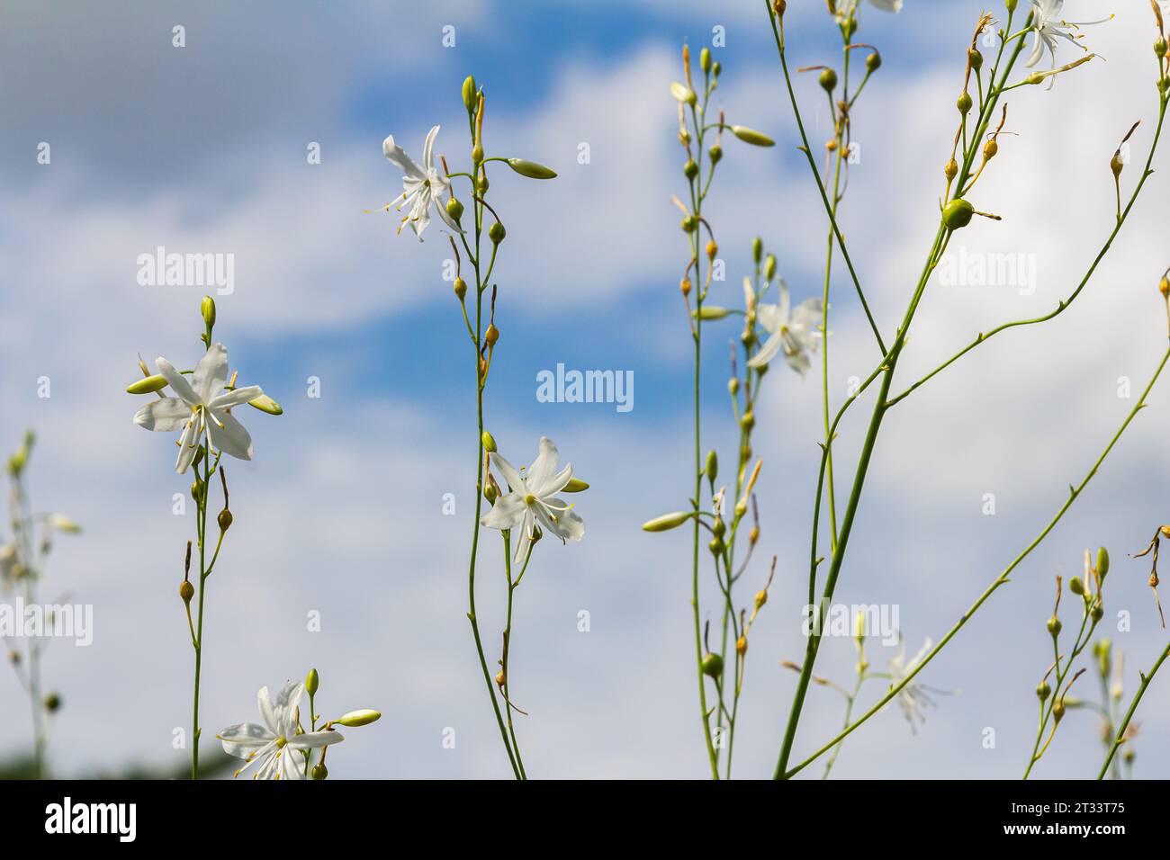 Fragile white and yellow flowers of Anthericum ramosum, star-shaped, growing in a meadow in the wild, blurred green background, warm colors, bright an Stock Photo