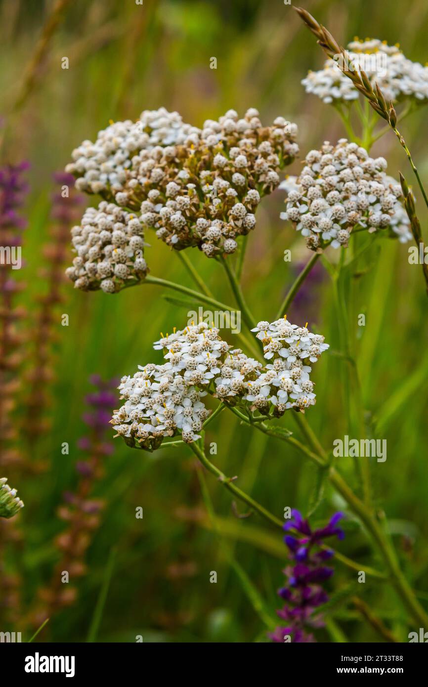 Common yarrow Achillea millefolium white flowers close up, floral background green leaves. Medicinal organic natural herbs, plants concept. Wild yarro Stock Photo