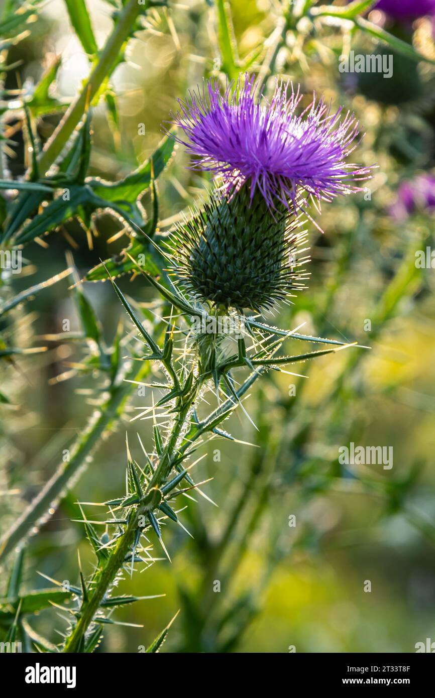 Vertical closeup on a colorful purple spear-thistle flower, Cirsium ...