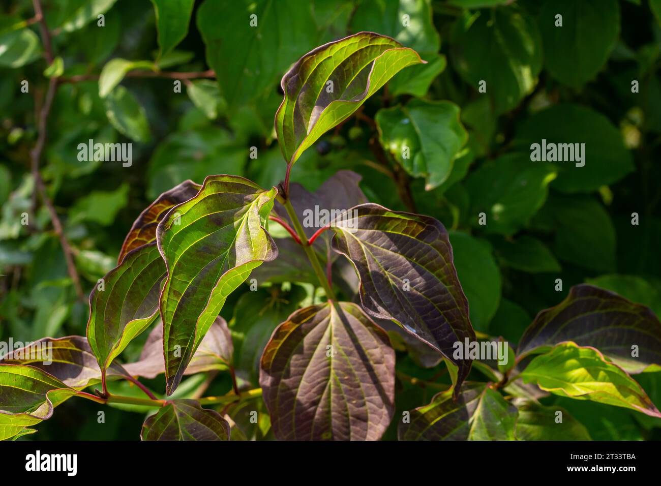 Dogwood Cornus sanguinea , leaf background, selective focus. Stock Photo