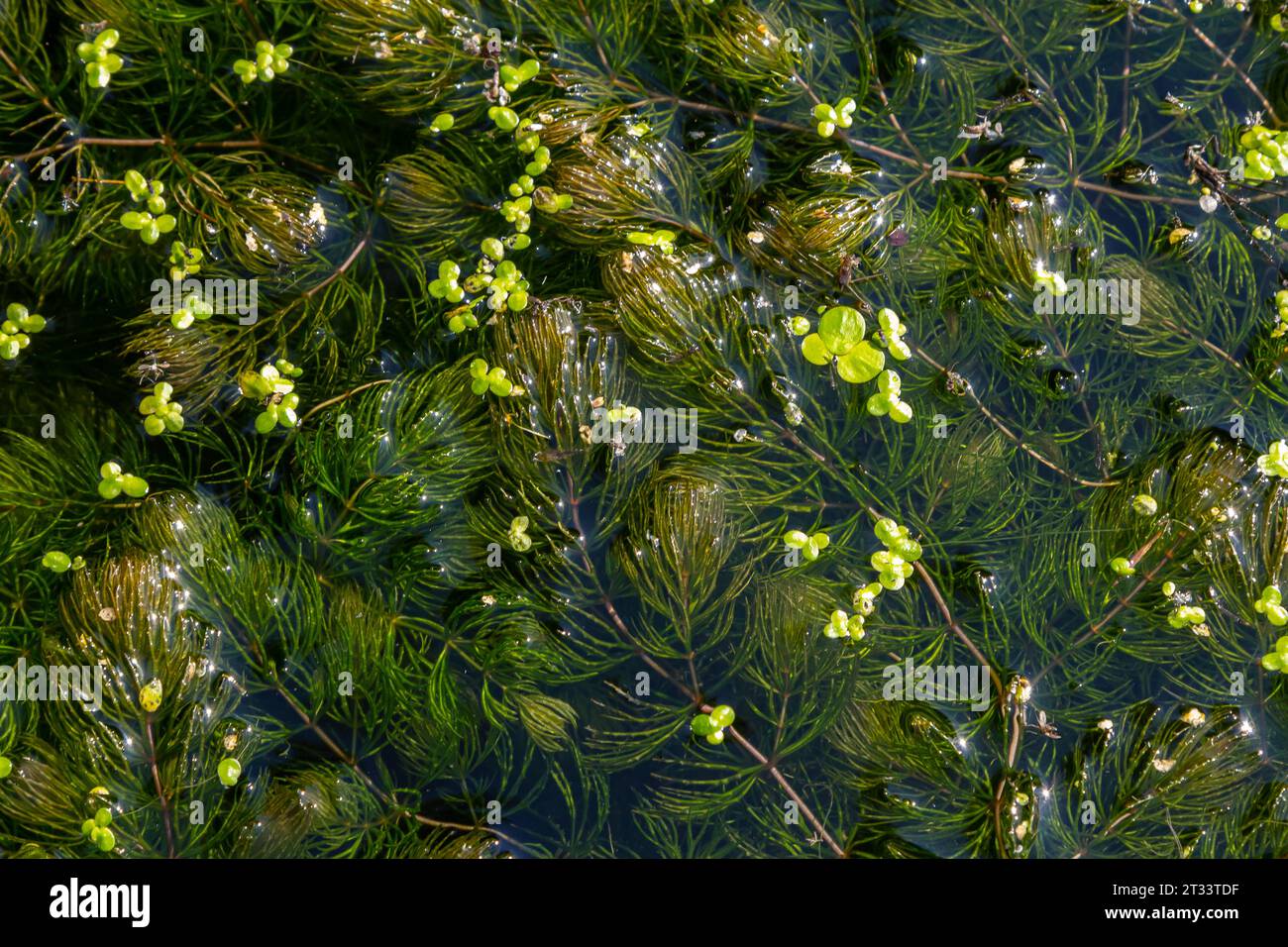 Close up of the aquatic plant Ceratophyllum coontails, hornworts floating on the surface of the water in a pond. Europe. Stock Photo
