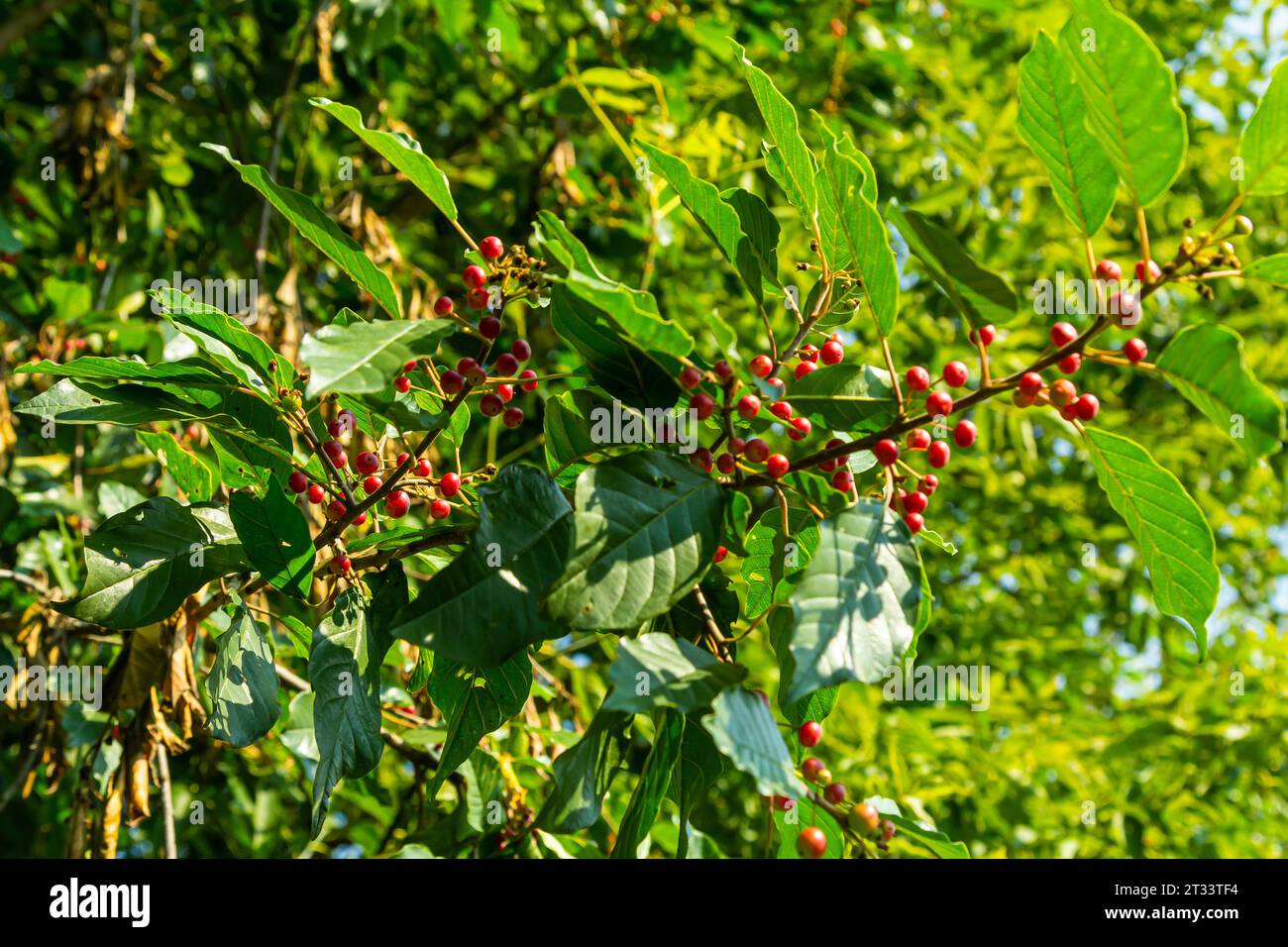 Branches of Frangula alnus with black and red berries. Fruits of Frangula alnus. Stock Photo