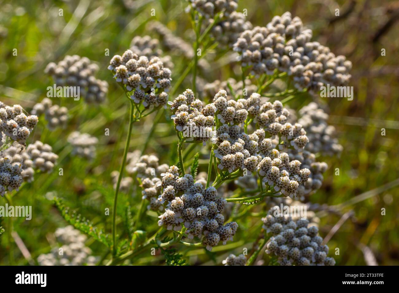 Common yarrow Achillea millefolium white flowers close up, floral background green leaves. Medicinal organic natural herbs, plants concept. Wild yarro Stock Photo