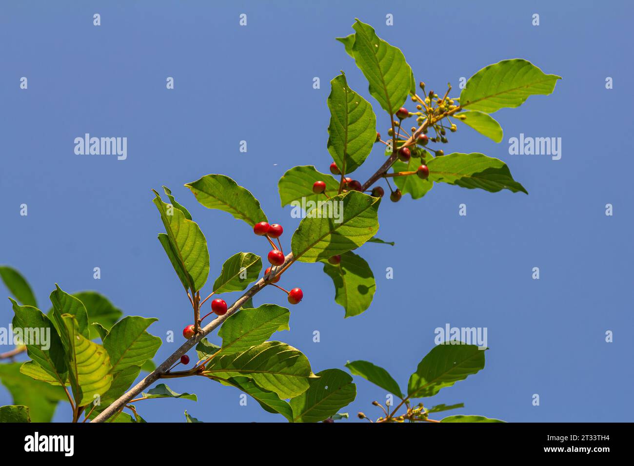 Branches of Frangula alnus with black and red berries. Fruits of Frangula alnus. Stock Photo