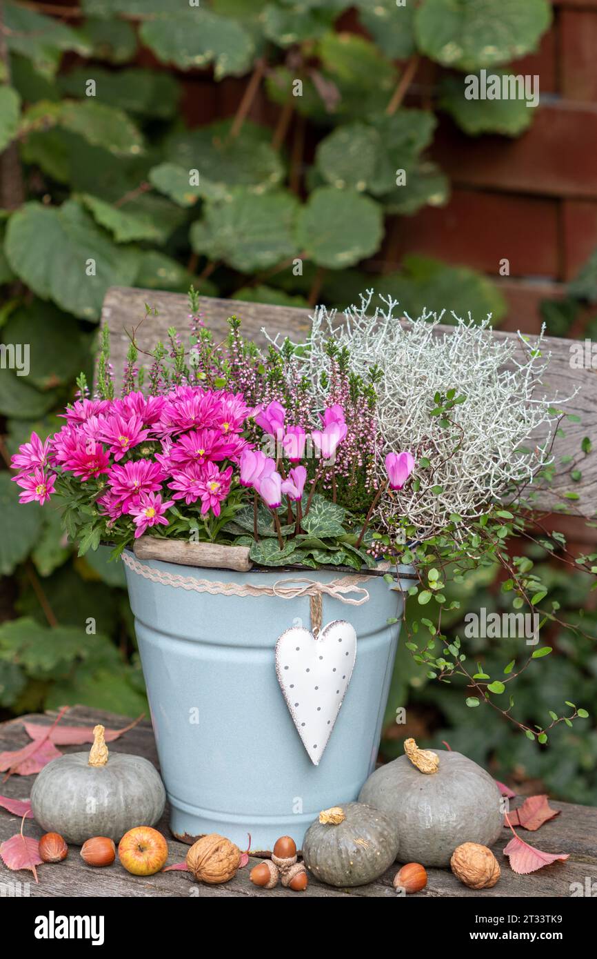 pink cyclamen, chrysanthemum, heather flower and  cushion bush in vintage bucket Stock Photo