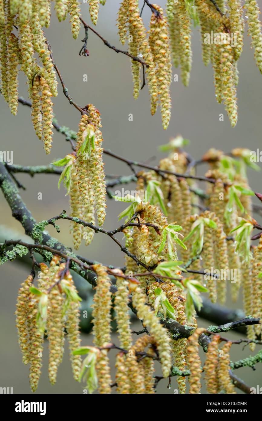 Carpinus betulus, European or common hornbeam, monoecious, male and female catkins in late winter/early spring Stock Photo