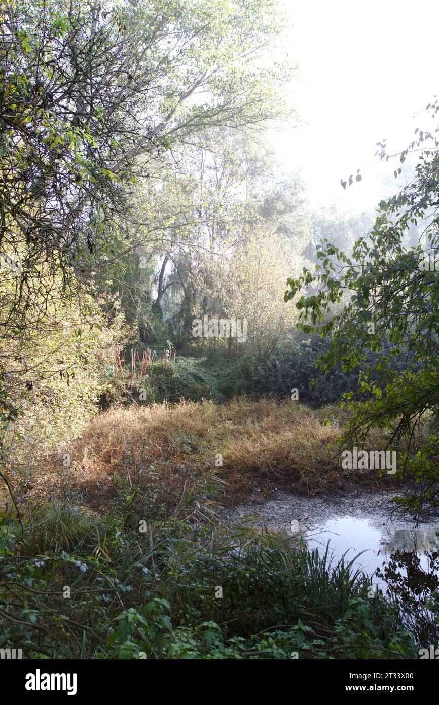 Inlet with floating plants on it in the middle of a forest Stock Photo ...