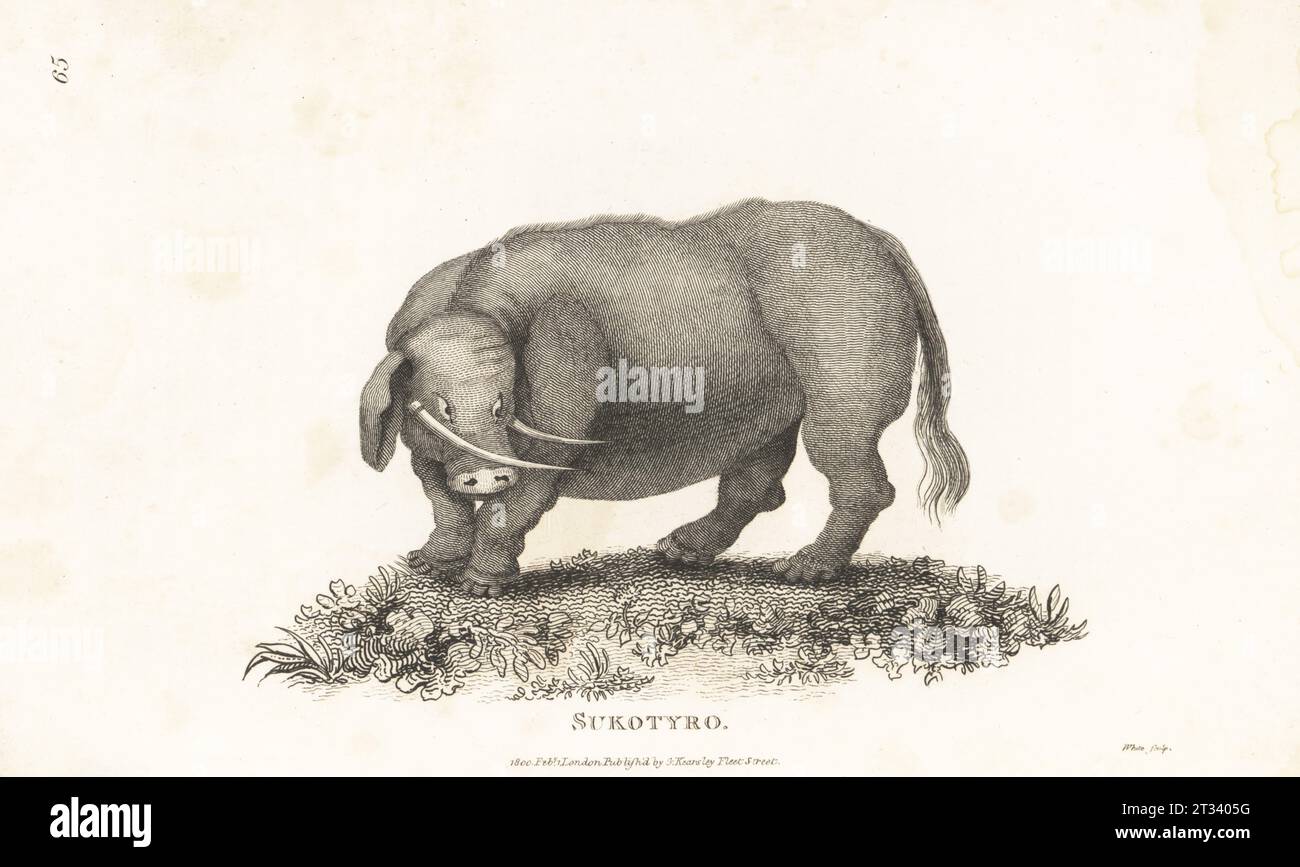 The Sukotyro, a fabled animal of Java, as big as an ox, and called by the Chinese sukotyro. After an illustration by Dutch traveller Johan Niewhoff, 1669.  Copperplate engraving by White from George Shaw’s General Zoology: Mammalia, G. Kearsley, Fleet Street, London, 1800. Stock Photo