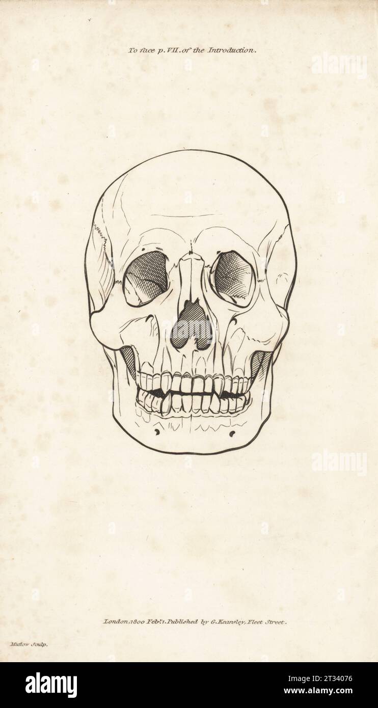 Front view of a human skull. Copperplate engraving by Henry Mutlow from George Shaw’s General Zoology: Mammalia, G. Kearsley, Fleet Street, London, 1800. Stock Photo