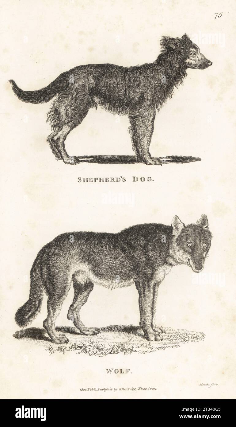 Sheepdog, Canis familiaris, and grey wolf, Canis lupus. Shepherd's dog, Canis domesticus,  and wolf, Canis lupus. Copperplate engraving by James Heath from George Shaw’s General Zoology: Mammalia, G. Kearsley, Fleet Street, London, 1800. Stock Photo