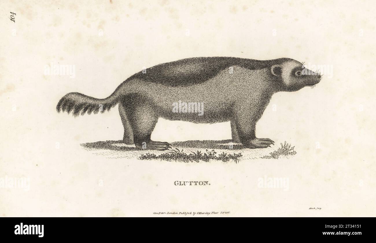 Wolverine, glutton, carcajou or quickhatch, Gulo gulo. Mustela gulo, Ursus gulo, Ursus luscus. Copperplate engraving by James Heath from George Shaw’s General Zoology: Mammalia, G. Kearsley, Fleet Street, London, 1800. Stock Photo