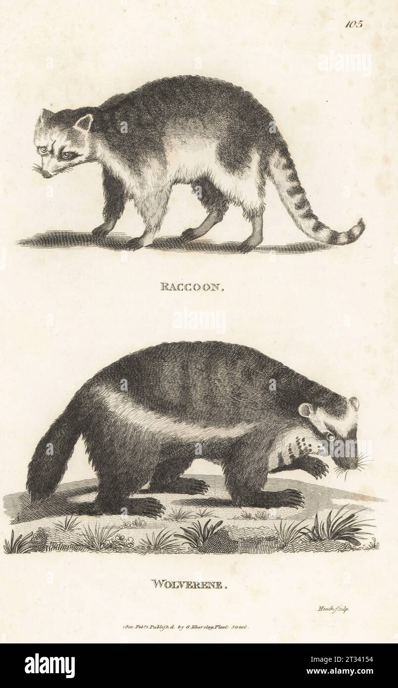 Raccoon, Procyon lotor, and wolverine, glutton, carcajou or quickhatch, Gulo gulo. Raccoon, Ursus lotor, and wolverene, Ursus luscus. Copperplate engraving by James Heath from George Shaw’s General Zoology: Mammalia, G. Kearsley, Fleet Street, London, 1800. Stock Photo