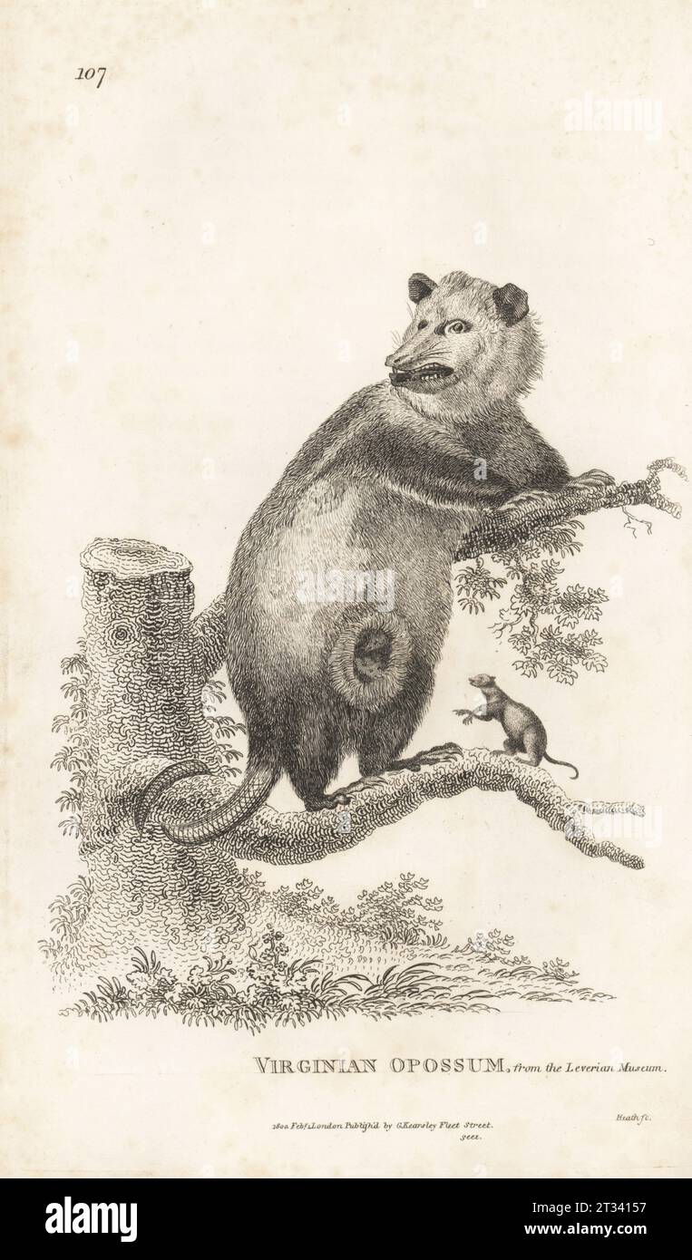 North American opossum or Virginian opossum with young, Didelphis virginiana. After an illustration by Charles Reuben Ryley in Museum Leverianum. Copperplate engraving by James Heath from George Shaw’s General Zoology: Mammalia, G. Kearsley, Fleet Street, London, 1800. Stock Photo