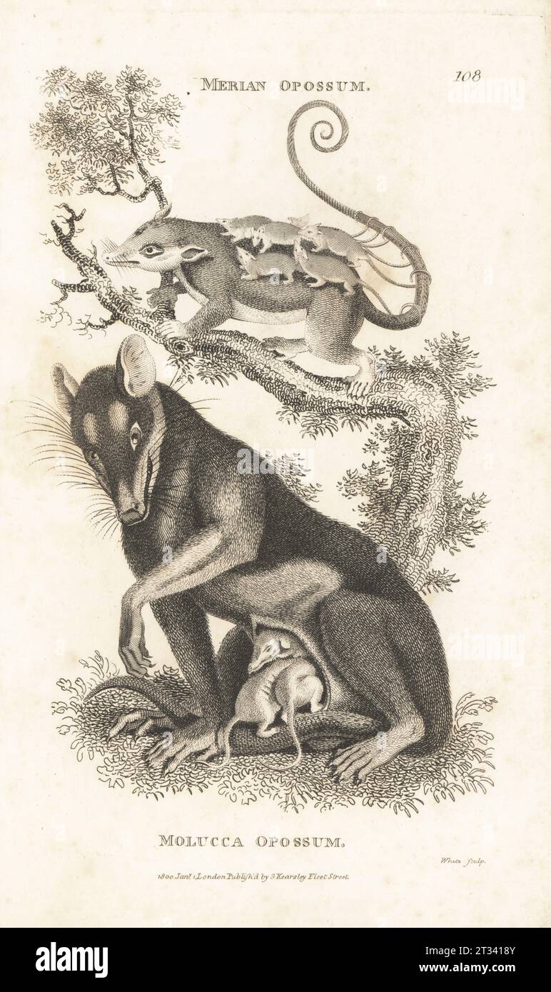Linnaeus's mouse opossum, Marmosa murina, and southern or black-eared opossum, gambá or possum, Didelphis marsupialis. Merian opossum, Didelphis dorsigera, after Maria Sibylla Merian and Molucca opossum, Didelphis marsupialis, after Albertus Seba. Copperplate engraving by White from George Shaw’s General Zoology: Mammalia, G. Kearsley, Fleet Street, London, 1800. Stock Photo