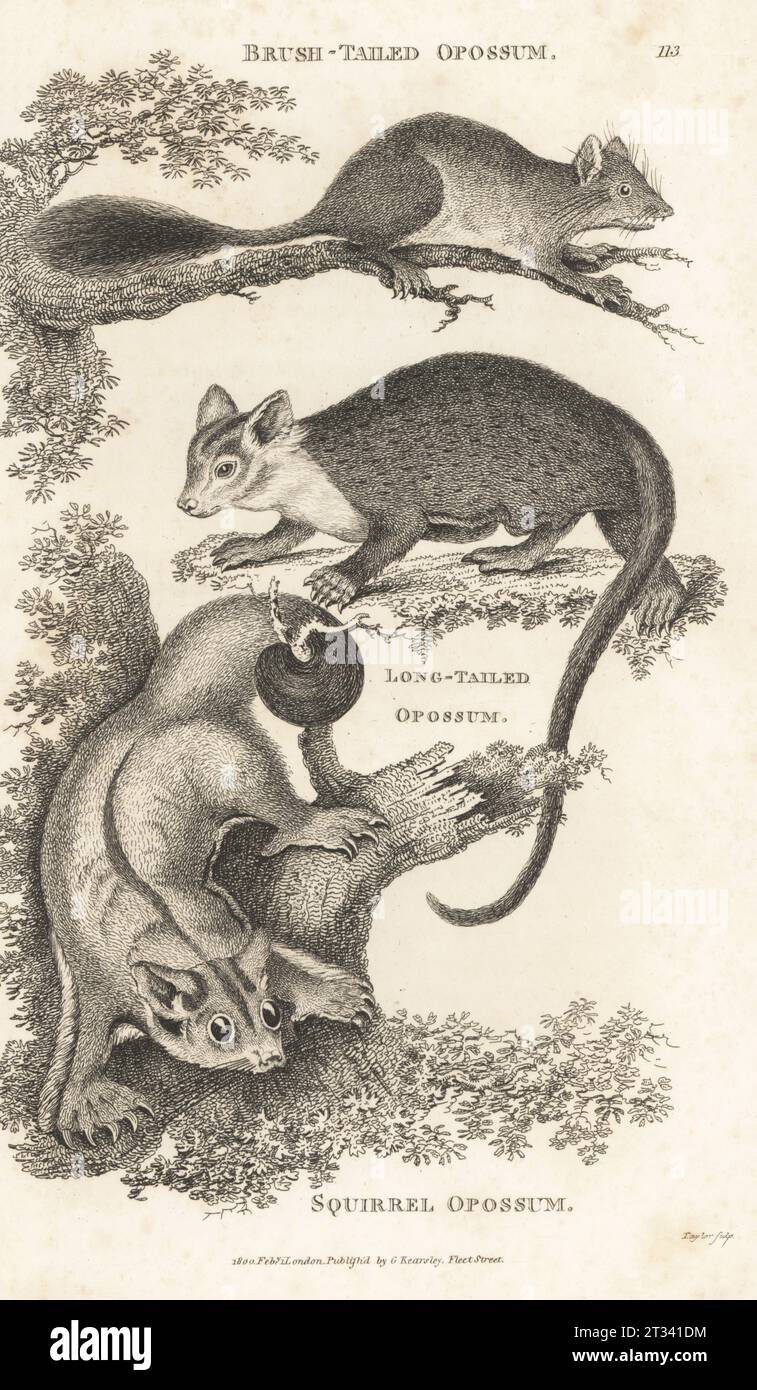 Brush-tailed phascogale, Phascogale tapoatafa, greater glider, Petauroides volans, and squirrel glider, Petaurus norfolcensis. Brush-tailed opossum, Didelphis penicillata, long-tailed opossum, Didelphis macroura, and squirrel opossum, Didelphis sciurea. From illustrations in George Shaw's Zoology of New Holland 1794. Copperplate engraving by Taylor from George Shaw’s General Zoology: Mammalia, G. Kearsley, Fleet Street, London, 1800. Stock Photo