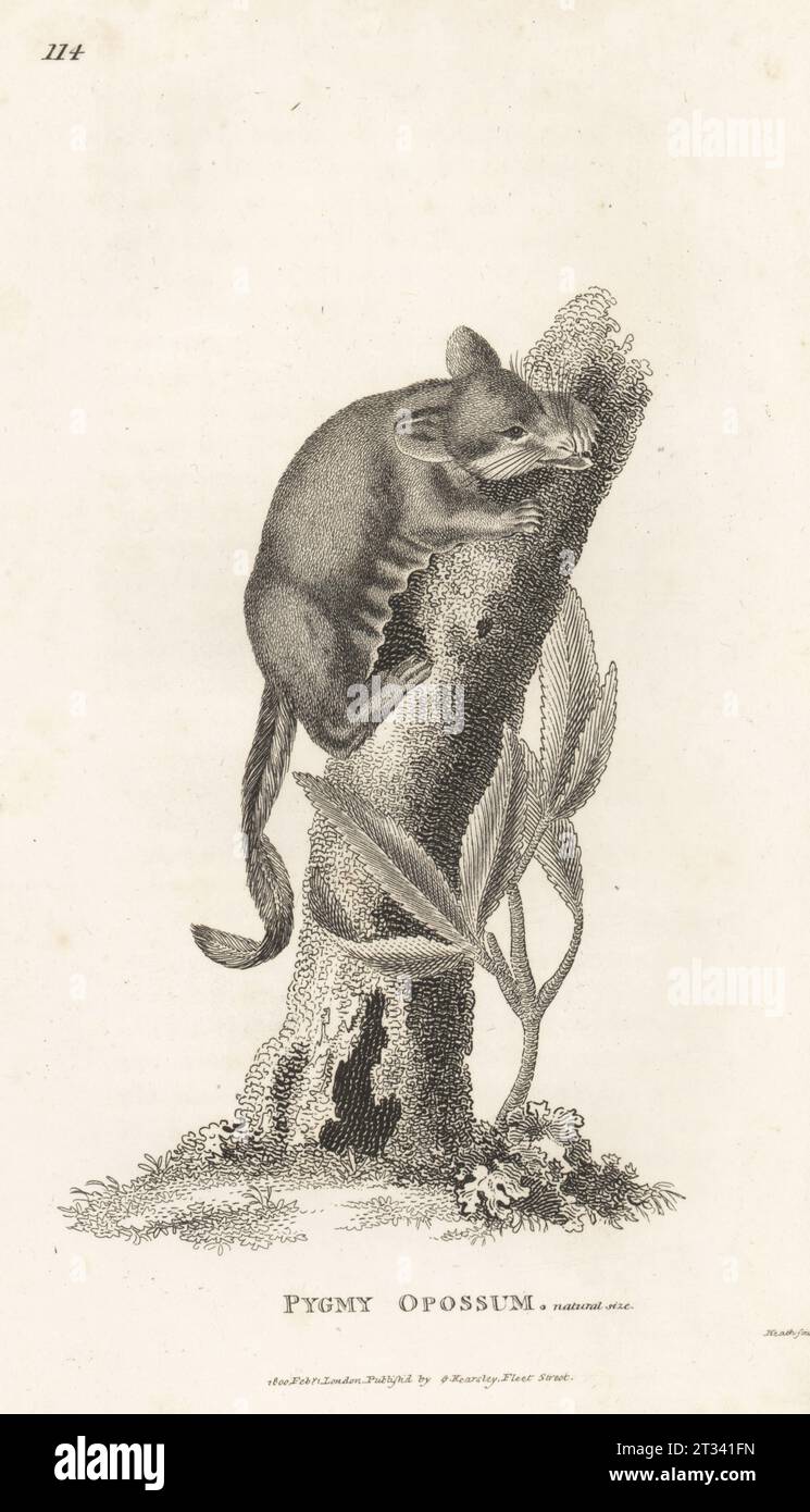 Feathertail glider, Acrobates pygmaeus. Pygmy opossum, Didelphis pygmaea. After an illustration in George Shaw's Zoology of New Holland. Copperplate engraving by James Heath from George Shaw’s General Zoology: Mammalia, G. Kearsley, Fleet Street, London, 1800. Stock Photo