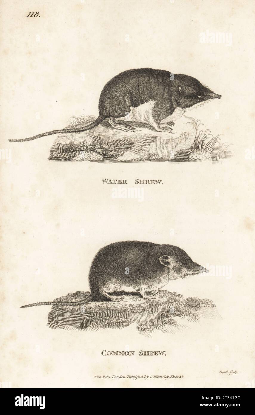 Eurasian water shrew, Neomys fodiens, and common shrew, Sorex araneus. Sorex fodiens. After illustrations by Jacques de Seve for the Comte de Buffon. Copperplate engraving by James Heath from George Shaw’s General Zoology: Mammalia, G. Kearsley, Fleet Street, London, 1800. Stock Photo