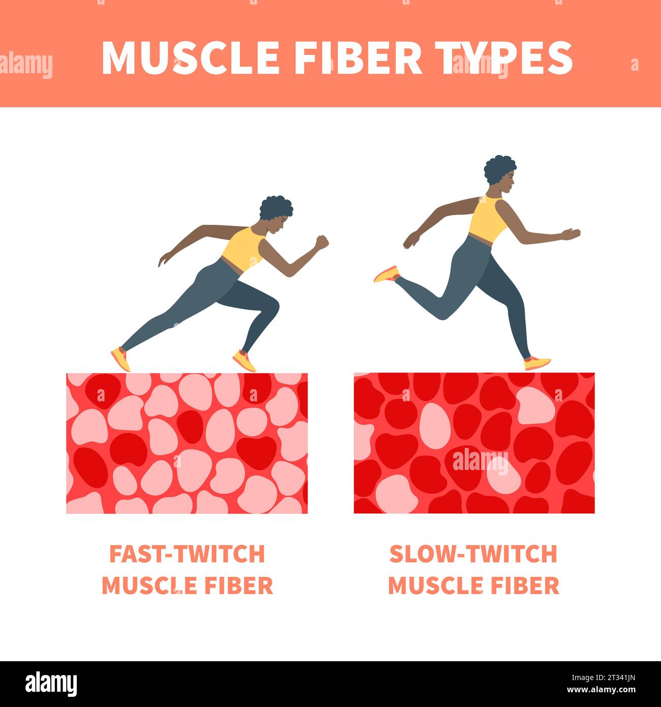 Skeletal muscle fiber types with slow twitch and fast twitch