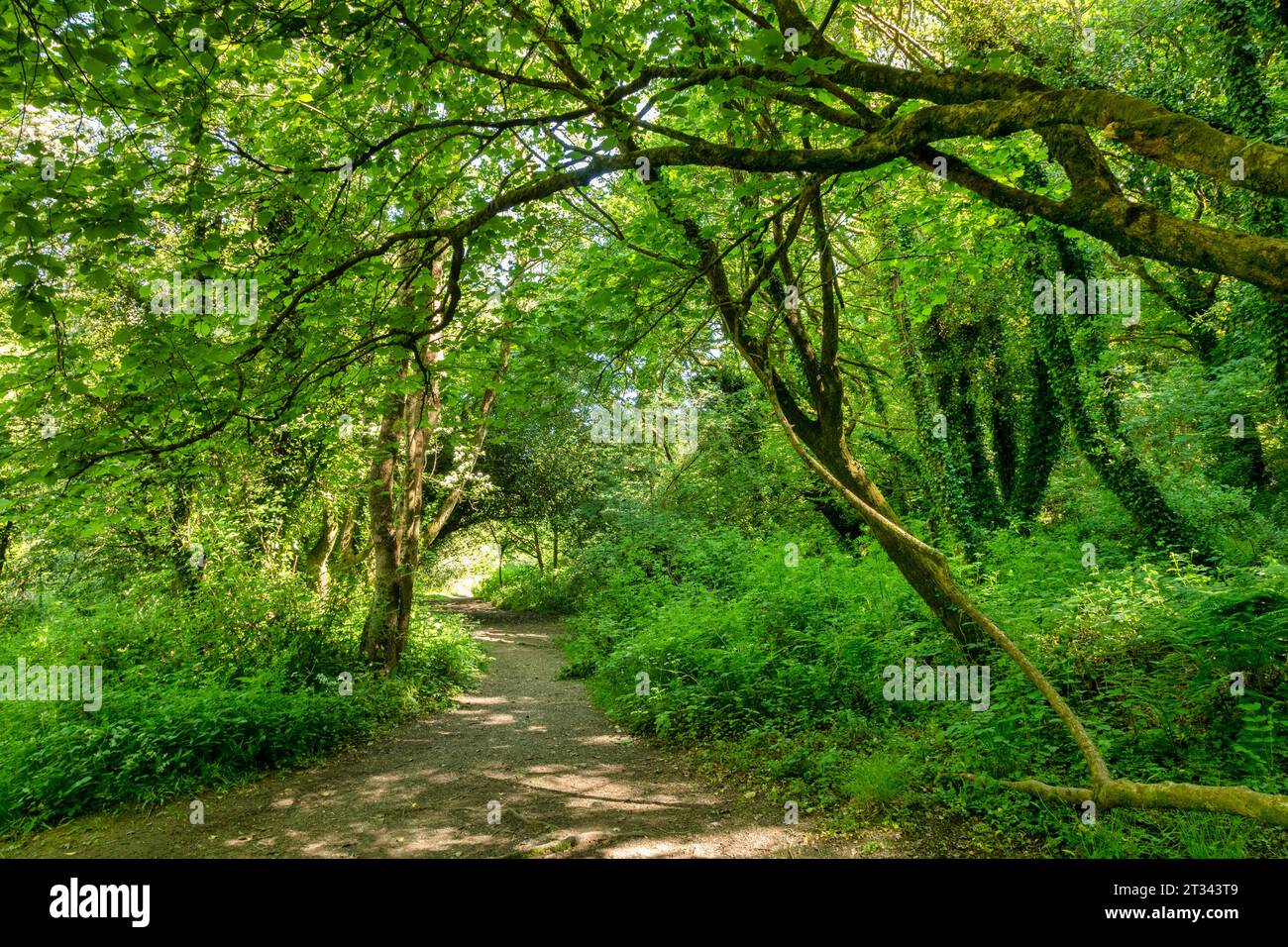 The West Devon Way passing through broad leaf forest near Okehampton, Devon, UK Stock Photo