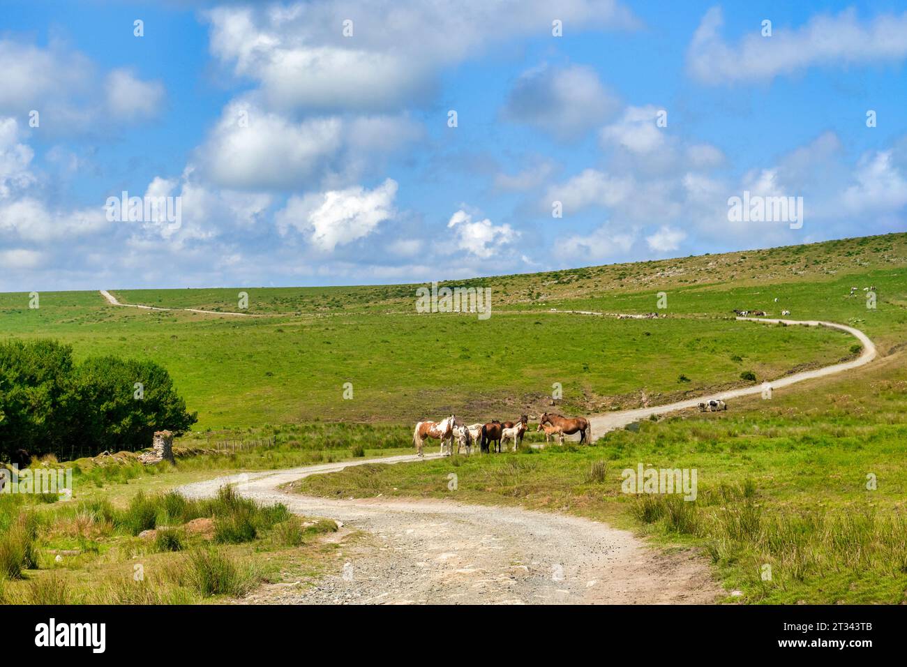 Moorland ponies stand on a curving  rural road which snakes over Bodmin Moor, Cornwall, UK Stock Photo
