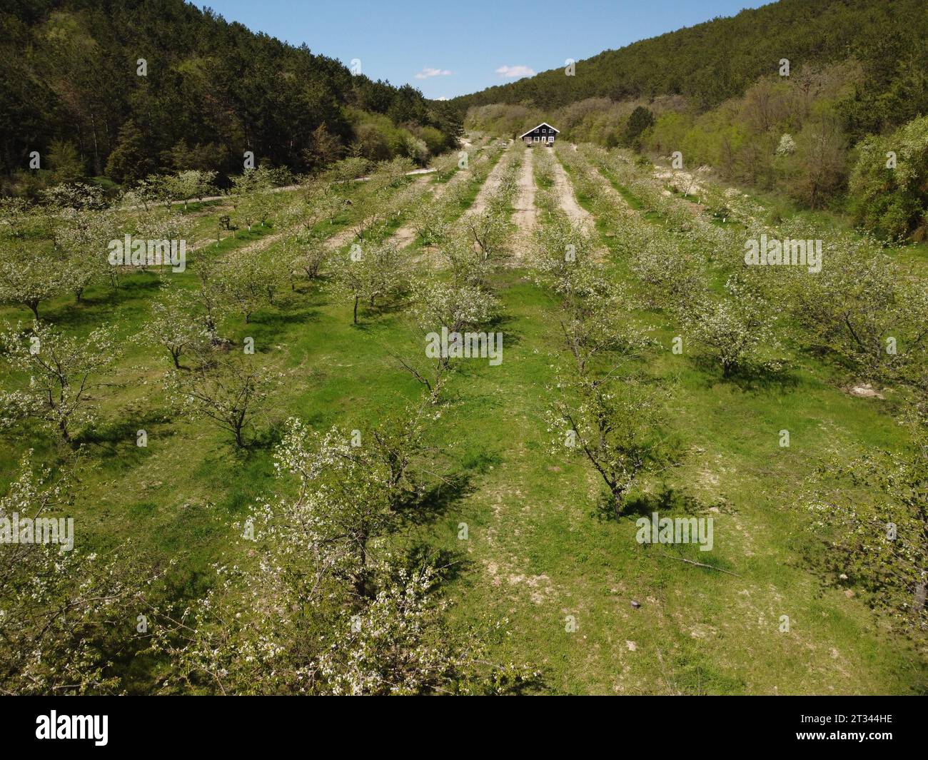 Aerial view of a cherry blossom garden in full bloom, captured from ...