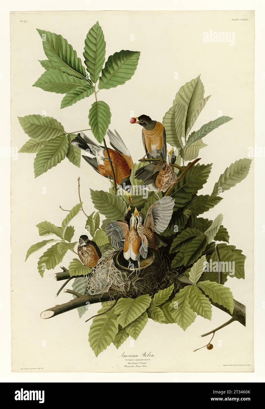 Vintage bird illustrations of birds of the USA, Audbon Stock Photo