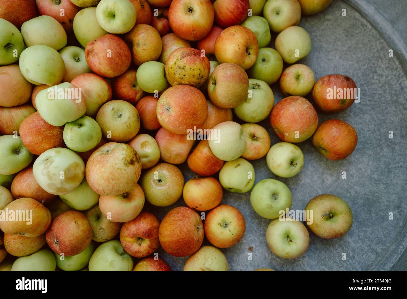 Bag apples apple picking orchard hi-res stock photography and images - Alamy